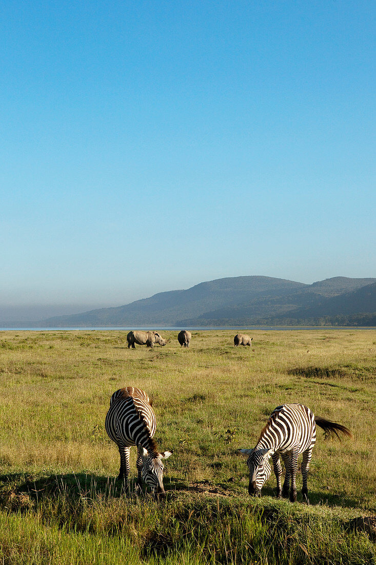 Zebras und Nashörner grasen in der Savanne, Lake-Nakuru-Nationalpark, Nakuru, Nakuru County, Kenia