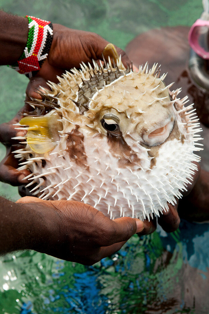 Puffer fish on the Blue Safari in through the mangroves of Mida Creek, Watamu, Malindi, Kenya