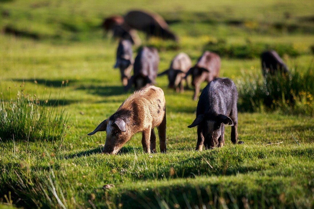 Frankreich, Corse-du-Sud, Serra-di-Scopamene, korische Schweine (Porcu nustrale), die ausschließlich auf Korsika im Freiland in halbwildem Zustand auf den Puzzinen der Hochebene von Cuscionu gezüchtet werden.