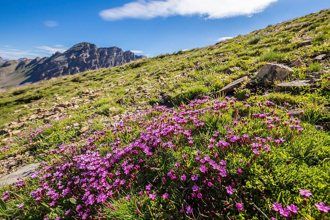 France, Alpes de Haute Provence, Mercantour National Park, Haute Hubaye, the silene acaule (silene acaulis) is a characteristic plant of the alpine spaces