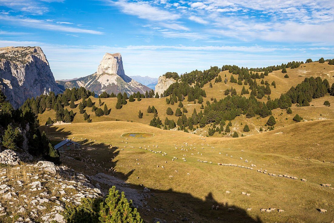 Frankreich, Isère, Regionaler Naturpark Vercors, Trieves, Schafherde am Pass von Aiguille (1622 m), im Hintergrund der Mont Aiguille (2086 m)