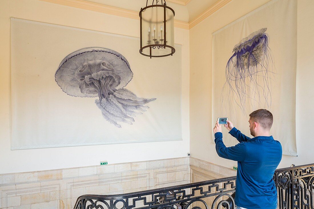 France, Seine Maritime, Le Havre, Museum of Natural History housed in a building dating from 1760, reproductions of jellyfish