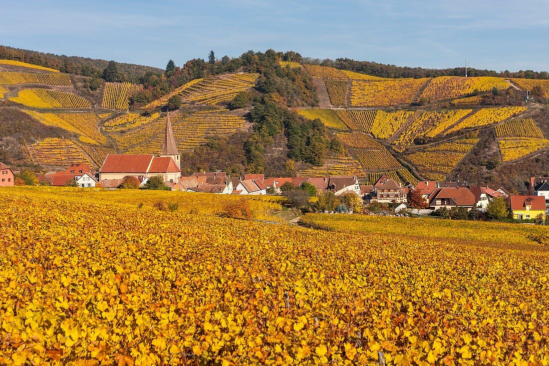 France, Haut-Rhin, Alsace Wine Route, Niedermorschwihr, the village surrounded by the vineyard and its bell tower church