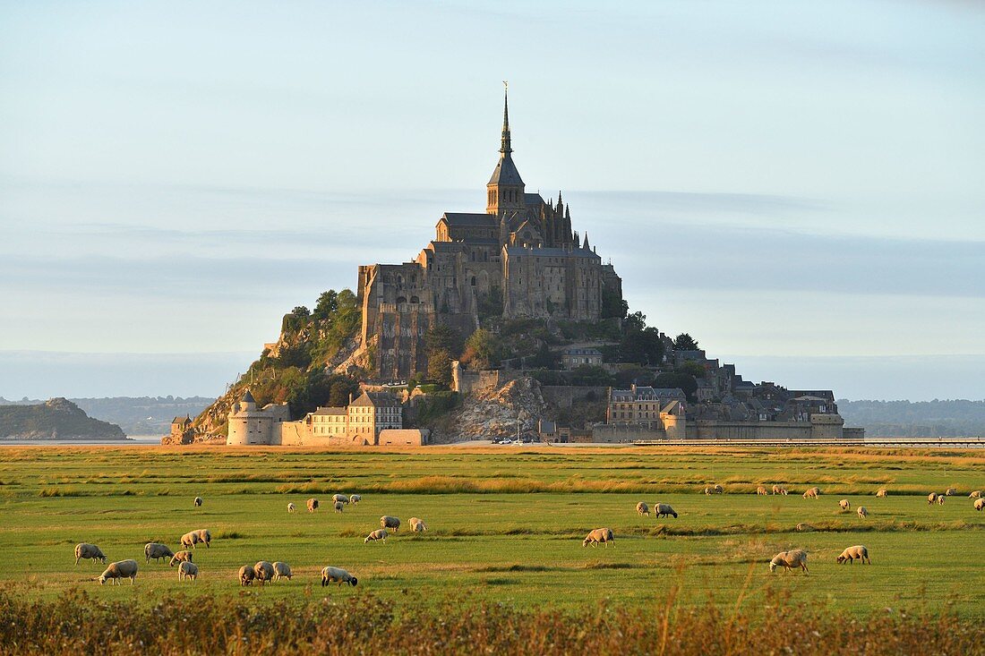 France, Manche, Mont Saint Michel Bay listed as World Heritage by UNESCO, flock of salt meadow sheeps and Mont Saint Michel in the background