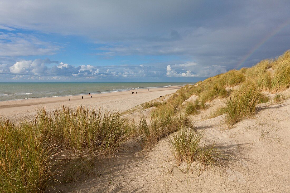 France, Pas de Calais, Stella plage, beach and sand dune