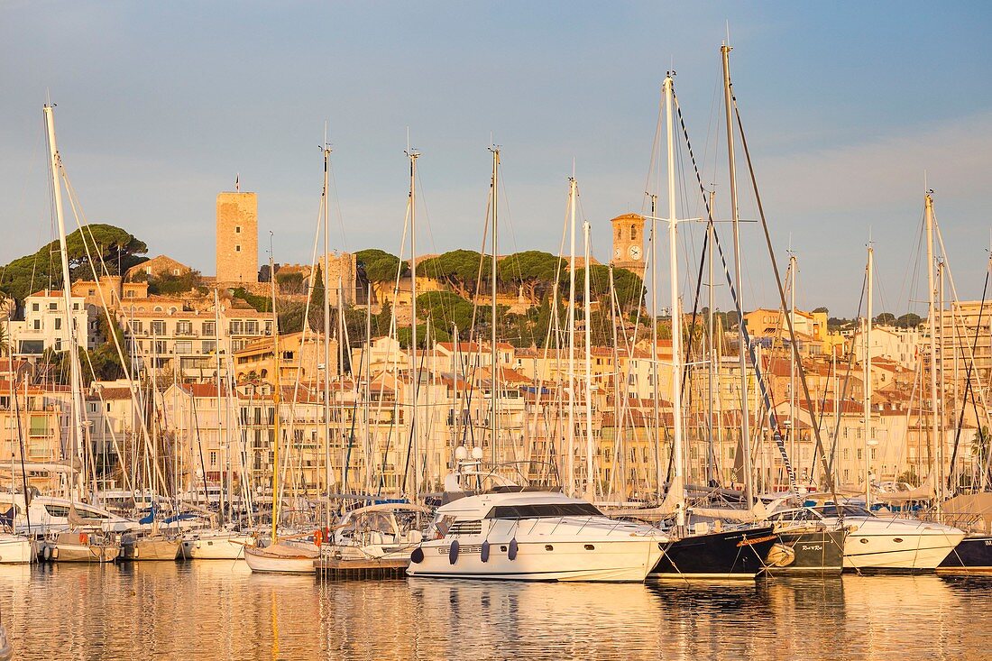 Frankreich, Alpes-Maritimes, Cannes, der alte Hafen und seine Jachten von der Albert Edouard-Mole aus, im Hintergrund das Suquet mit dem Glockenturm der Kirche Notre-Dame-de-l'Espérance und dem Suquet-Turm