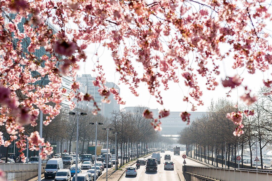 Frankreich, Paris, blühende Kirschbäume über der Ringautobahn Georges Pompidou