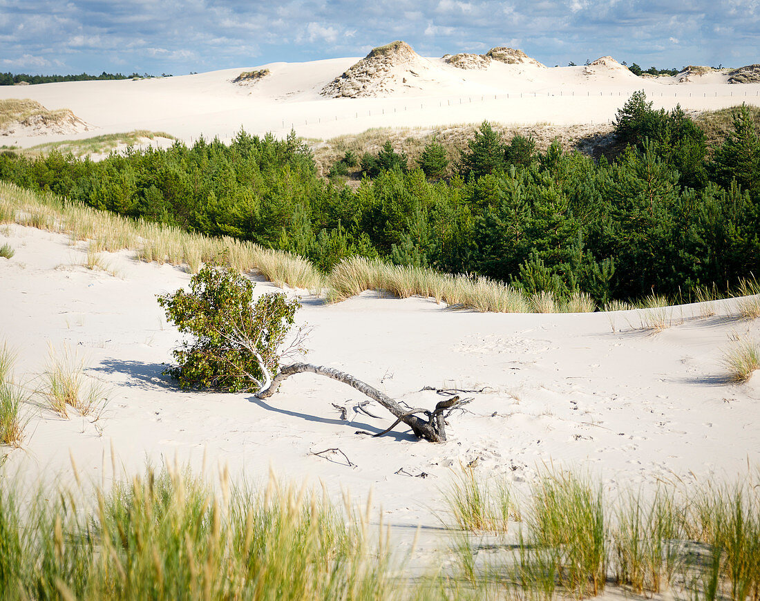 Lontzkedüne near Leba, Pomerania, Baltic Sea, Poland