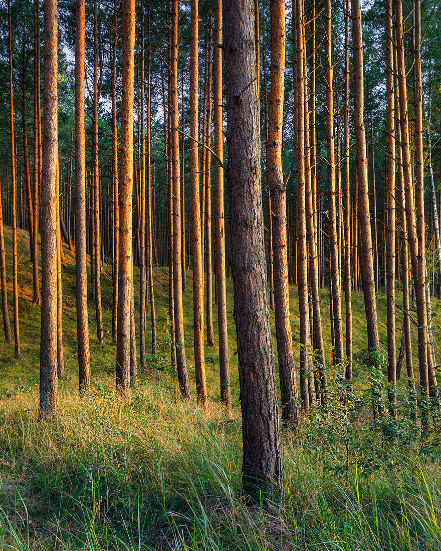Pine forest in the Widowo nature reserve, Pomerania, Baltic Sea, Poland