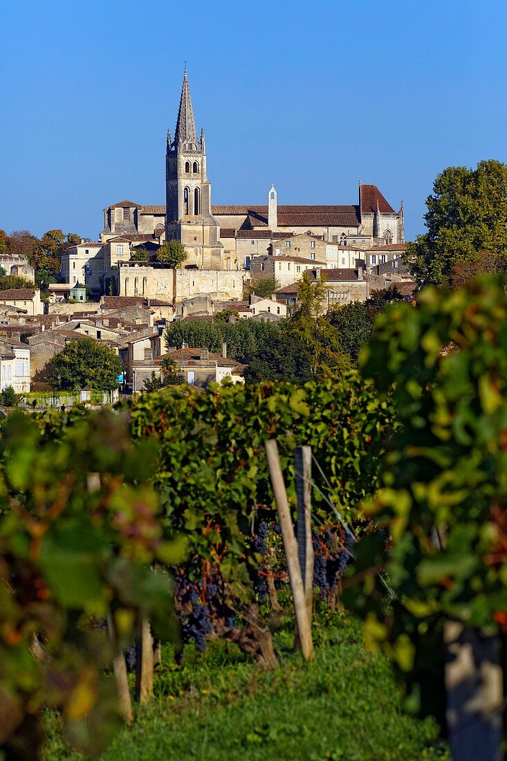 Frankreich, Gironde, Saint-Emilion, UNESCO Weltkulturerbe, Gesamtansicht der mittelalterlichen Stadt, die von der monolithischen Kirche aus dem 11. Jahrhundert dominiert wird, die von den Reben aus gesehen vollständig in den Felsen gehauen ist.