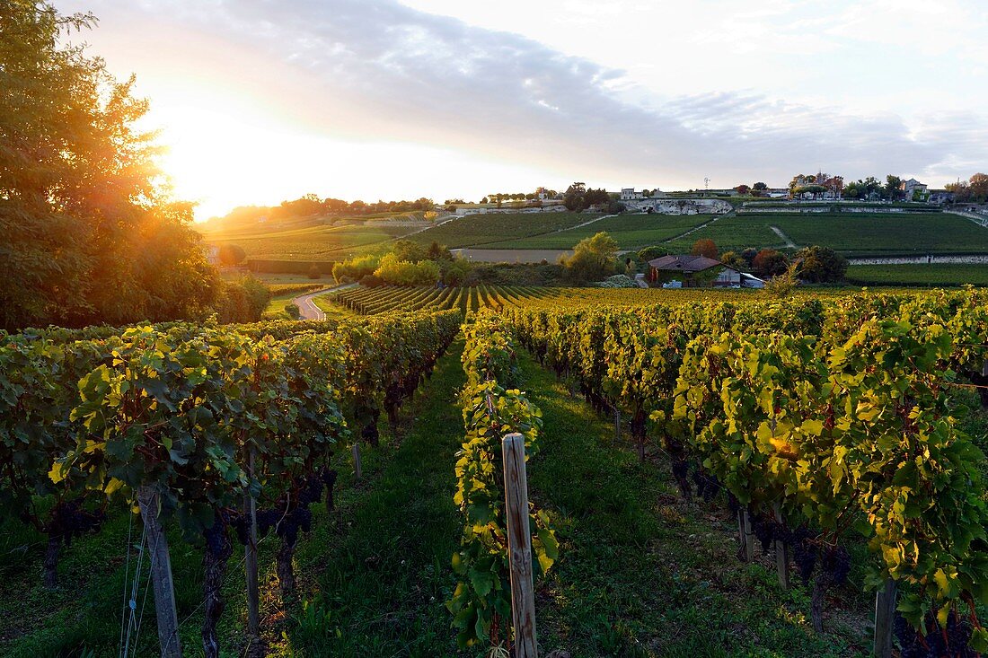 France, Gironde, Saint Emilion, area listed as World Heritage by UNESCO, Vines