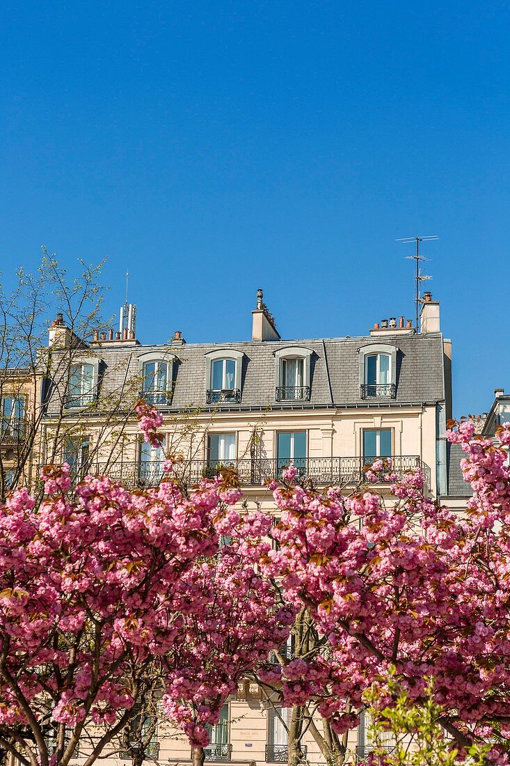 France, Paris, building and cherry blossoms in spring
