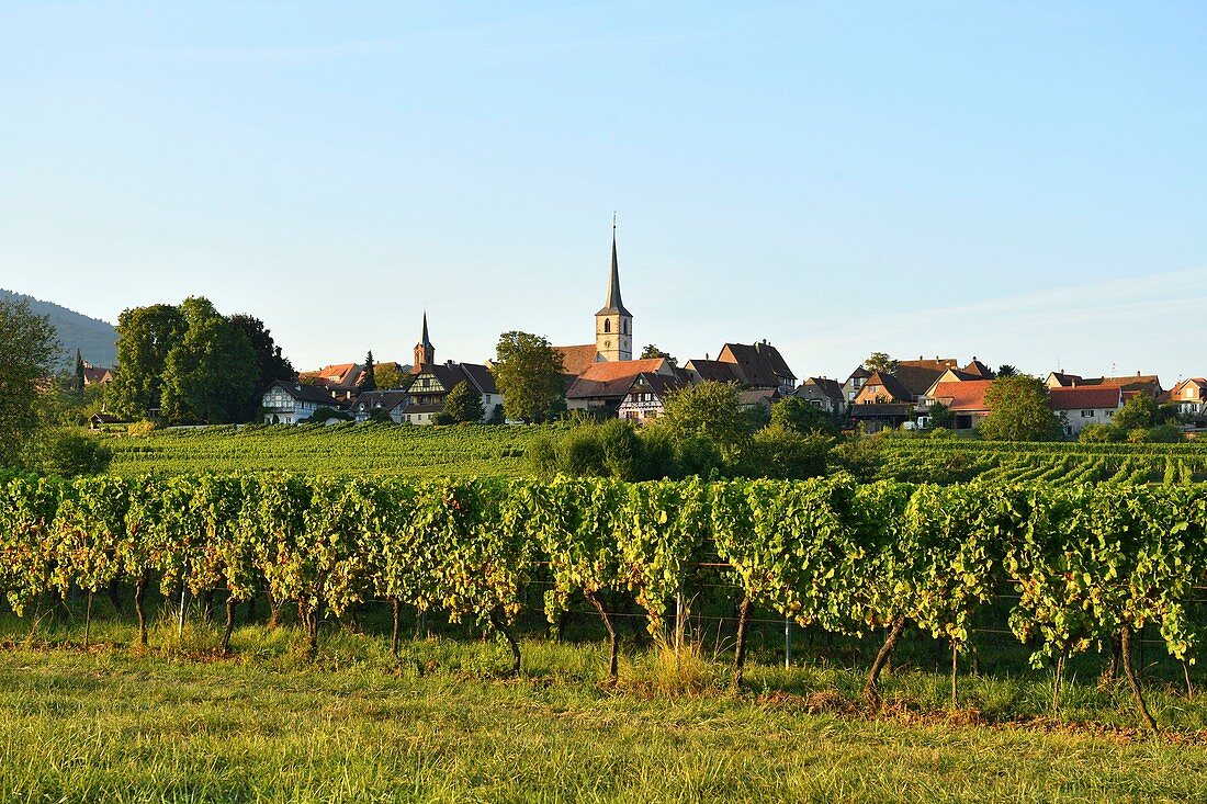 France, Bas Rhin, Alsace Wine Road, Mittelbergheim