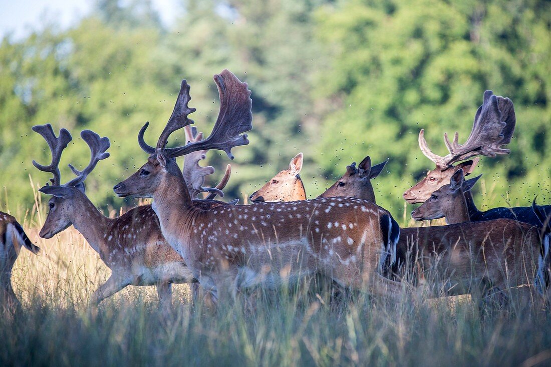 France, Haute Saone, Private park, Fallow Deer (Dama dama), bucks