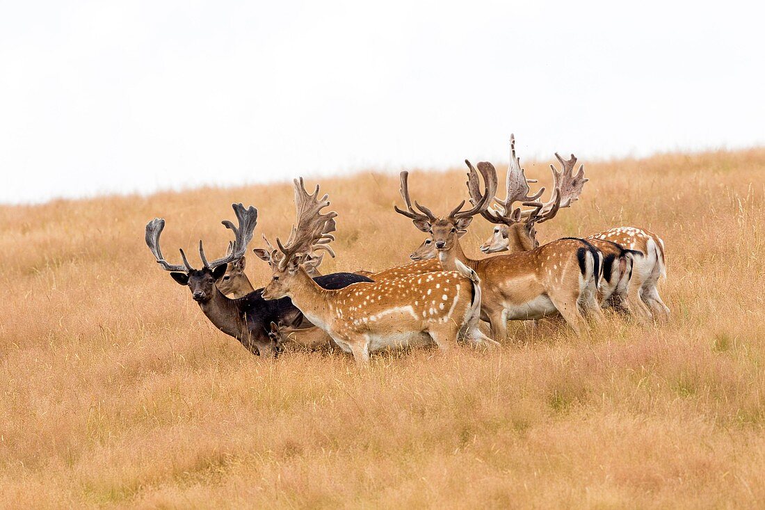 France, Haute Saone, Private park, Fallow Deer (Dama dama), bucks, males