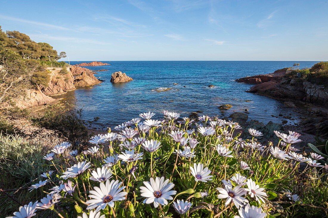 Frankreich, Var, Corniche de l'Estérel, Gemeinde Agay von Saint-Raphaël, die Calanque de la Baumette von der Touristenroute der Route du Mimosa aus gesehen