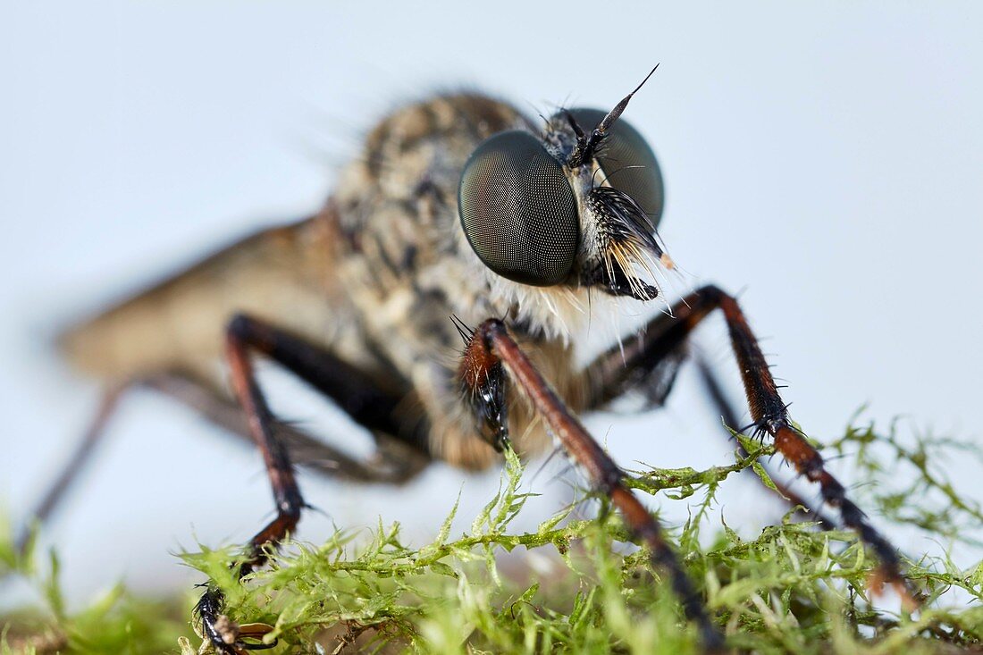 France, Morbihan, Diptera, Asilidae, Rober Fly or Assassin Fly (Machimus sp)