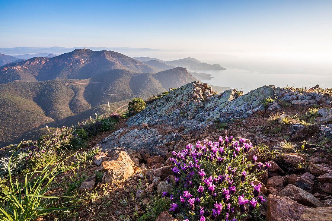 Frankreich, Var, Gemeinde Agay von Saint-Raphaël, Blick vom Cap Roux auf den Pic de l'Ours und die Küstenlinie der Corniche de l'Estérel, Blüten von französischem Lavendel, spanischem Lavendel oder Schopflavendel (Lavandula stoechas)