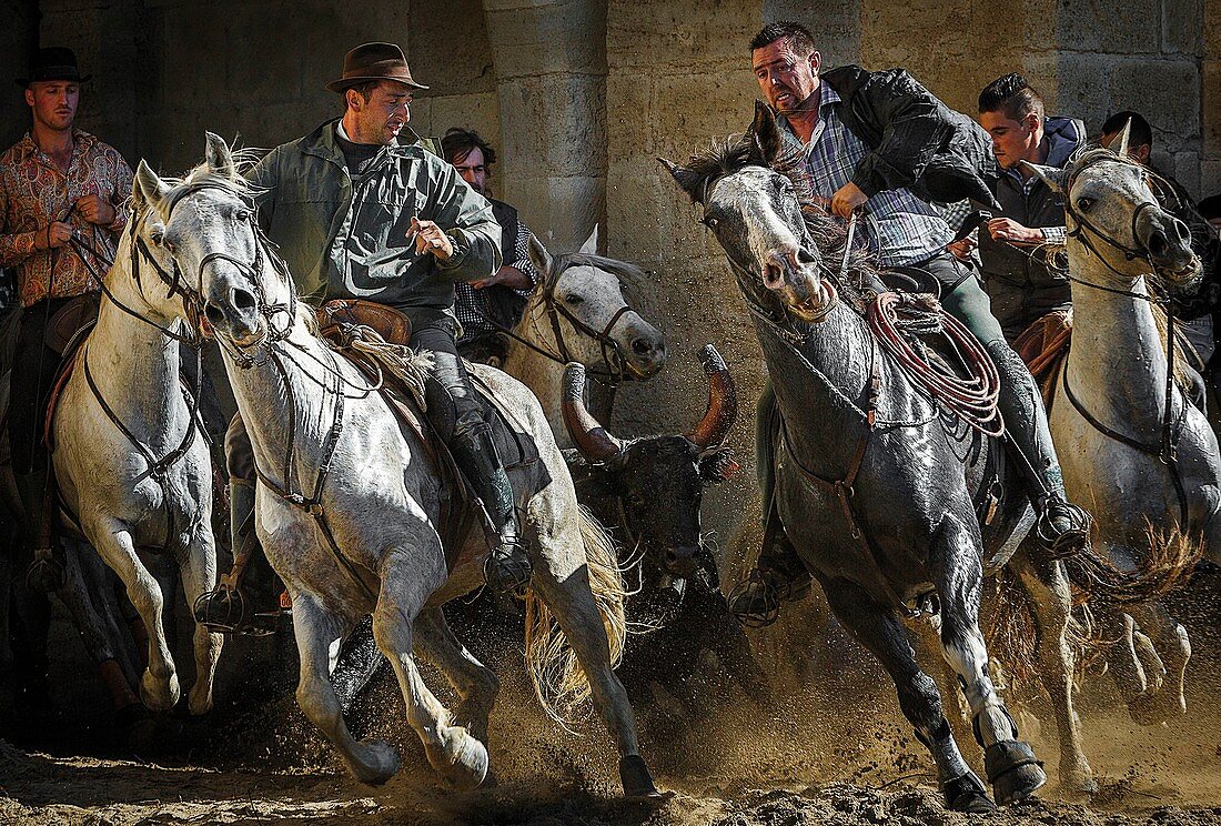 Frankreich, Gard, Aigues-Mortes, Aigues-Mortes Fest, Pferde und Reiter beim Verlassen der Festungsmauern während des Abrivados