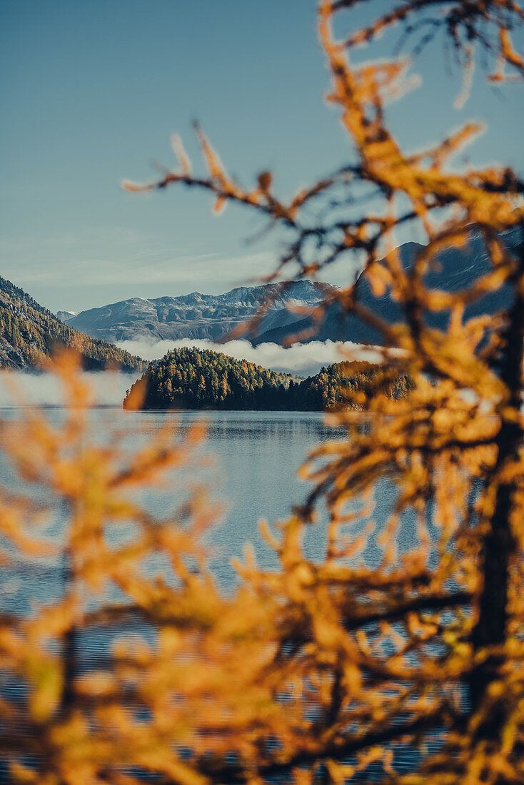 Herbstlicher Wald am Silsersee im Oberengadin, Sankt Moritz im Engadin, Schweiz, Europa