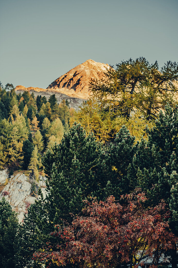 Autumn forest in the Upper Engadine, Sankt Moritz im Engadin, Switzerland