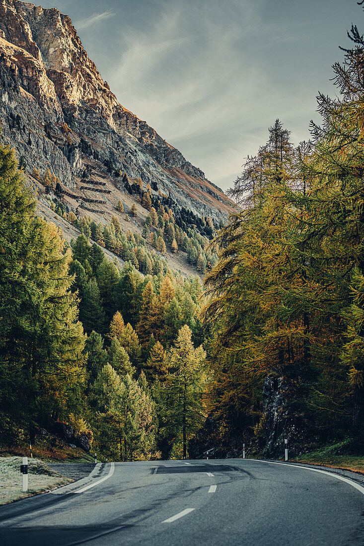 Herbstlicher Wald am Silsersee im Oberengadin, Sankt Moritz im Engadin, Schweiz