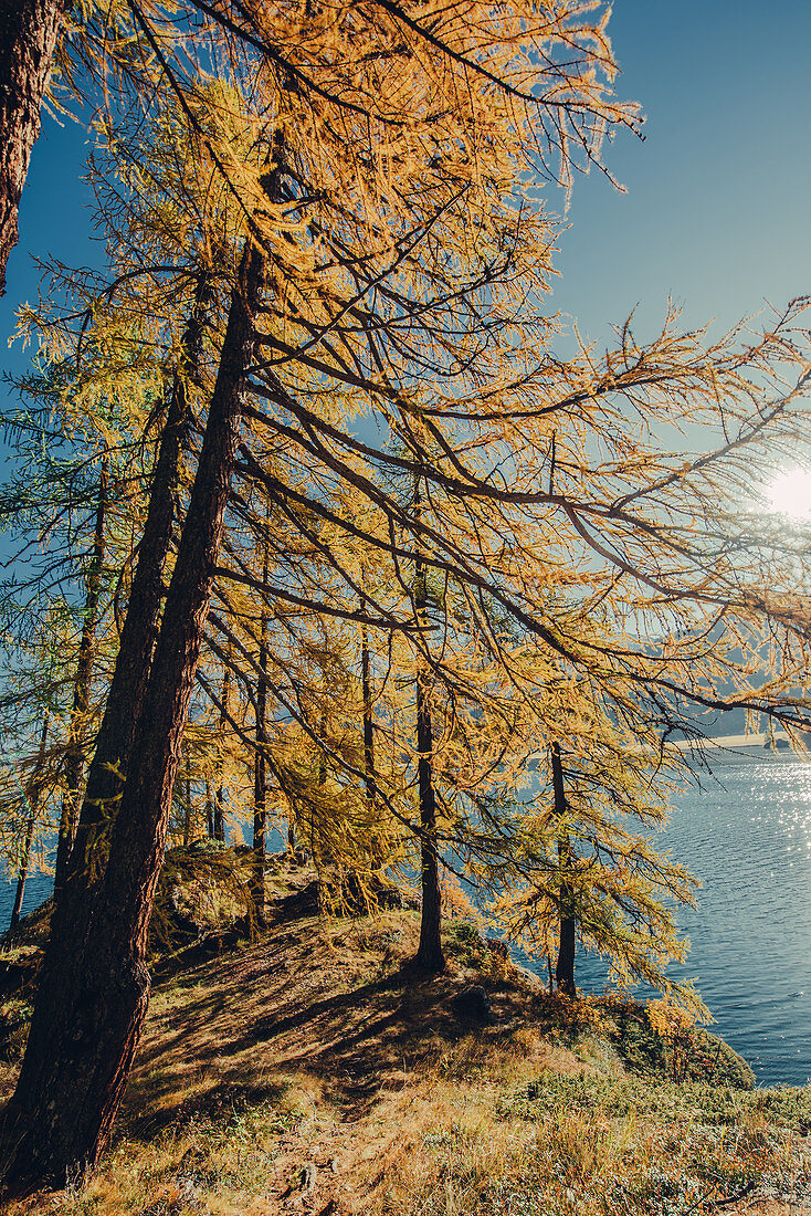 Herbstlicher Wald am Silsersee im Oberengadin, Sankt Moritz im Engadin, Schweiz, Europa\n