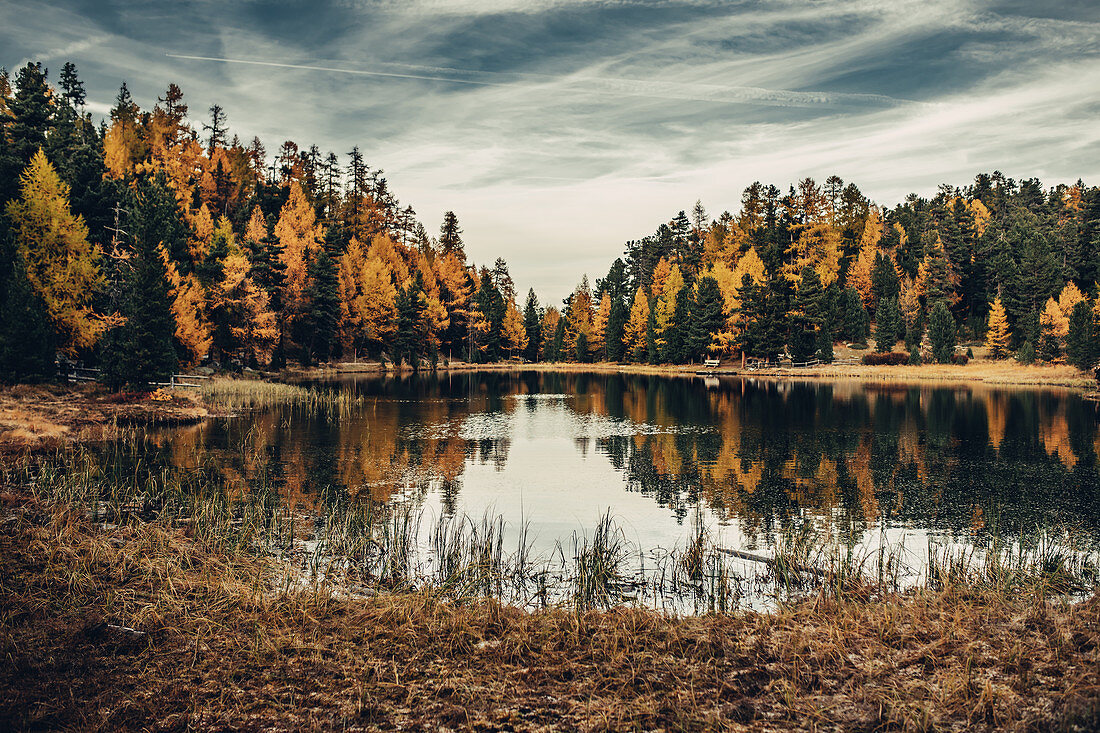 Herbstlicher Wald am Lej Nair, im Oberengadin, Engadin, Schweiz