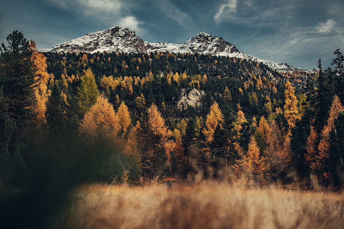 Herbstlicher Wald am Lej Nair, im Oberengadin, Engadin, Schweiz\n\n\n\n