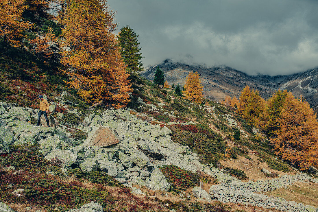 Autumn forest on Lago Bianco, Upper Engadine, Engadine, Switzerland, Europe