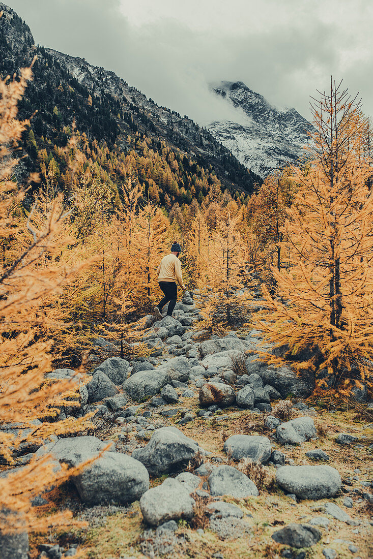 Mann wandert im herbstlichen Wald am Morteratschgletscher, Oberengadin, Engadin, Schweiz, Europa