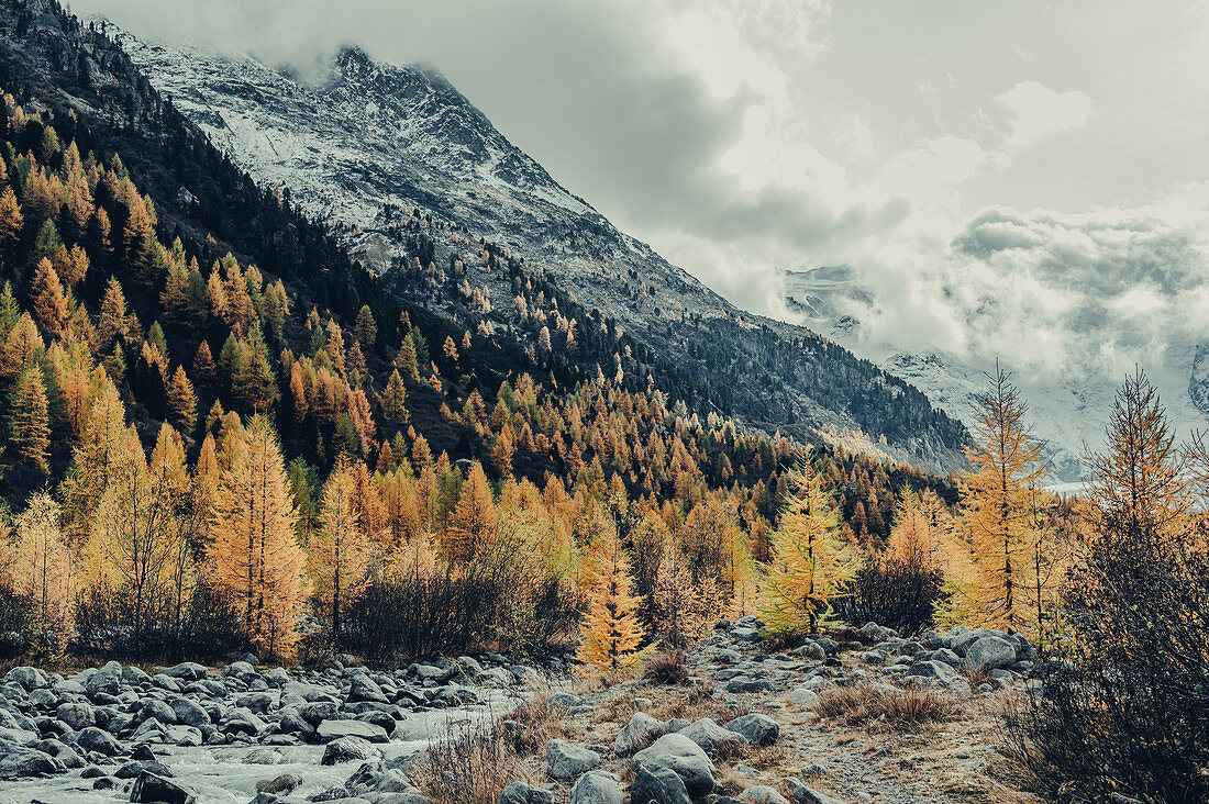Herbstlicher Wald am Morteratschgletscher, Oberengadin, Engadin, Schweiz, Europa\n