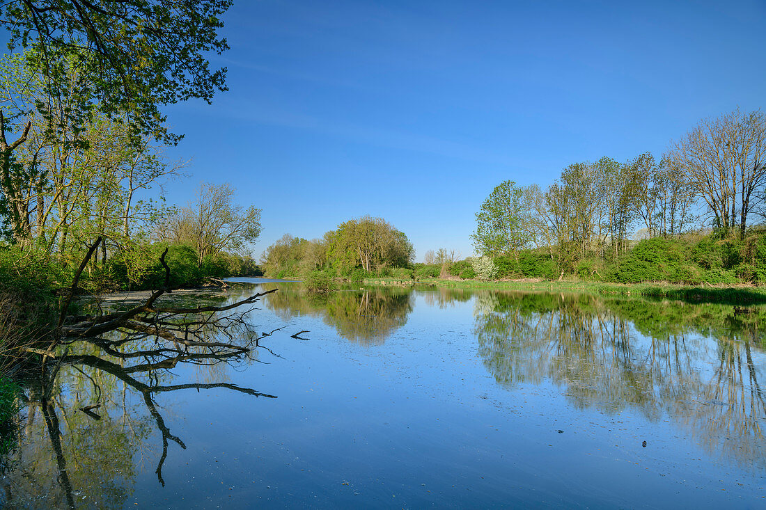 Altwasserarm an der Donau, Neuburg an der Donau, Donau-Radweg, Oberbayern, Bayern, Deutschland