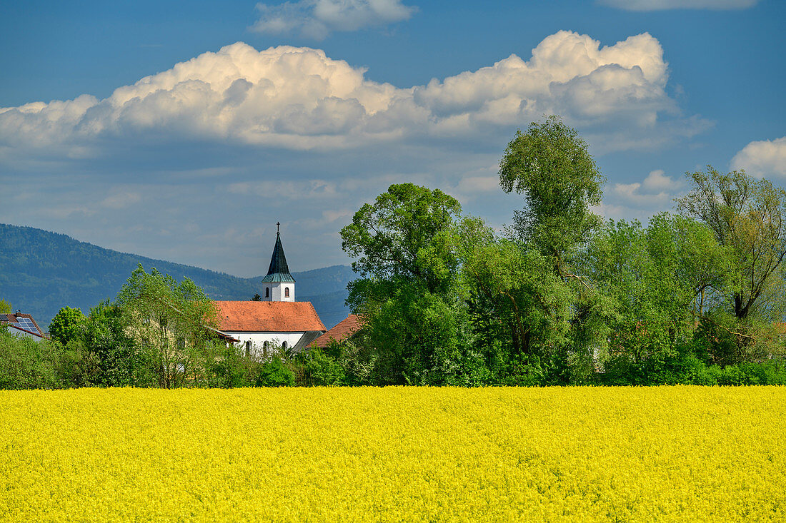Church of Waltendorf with rapeseed field in the foreground, Danube bike path, Lower Bavaria, Bavaria, Germany