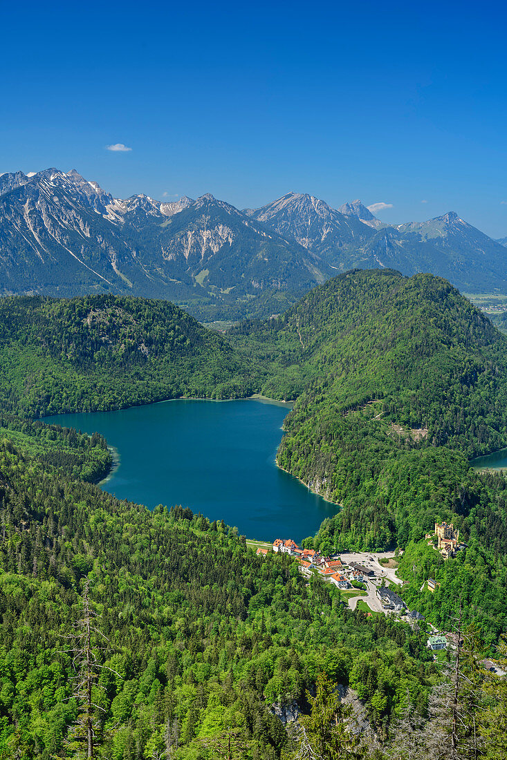 Tiefblick auf Alpsee, Tannheimer Berge im Hintergrund, vom Tegelberg, Ammergauer Alpen, Schwaben, Bayern, Deutschland