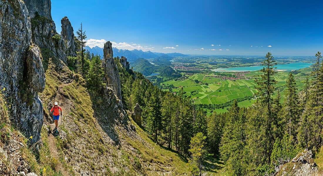 Panorama mit Frau beim Wandern steigt zum Tegelberg auf, Tannheimer Berge und Forggensee im Hintergrund, Tegelberg, Ammergauer Alpen, Schwaben, Bayern, Deutschland
