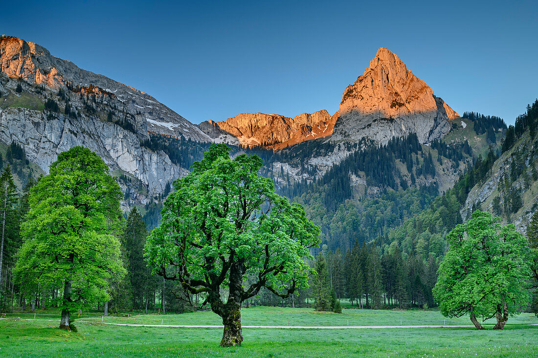 Geiselstein im Alpenglühen, Wiesen mit Bergahorn im Vordergrund, Wankerfleck, Ammergauer Alpen, Schwaben, Bayern, Deutschland