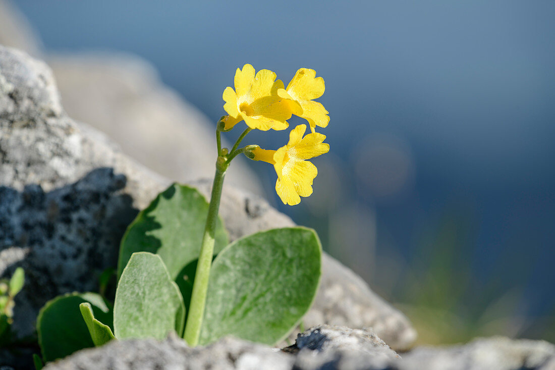 Auricle blooms between rocks, Primula auricula, Kenzenkopf, Ammergau Alps, Swabia, Bavaria, Germany