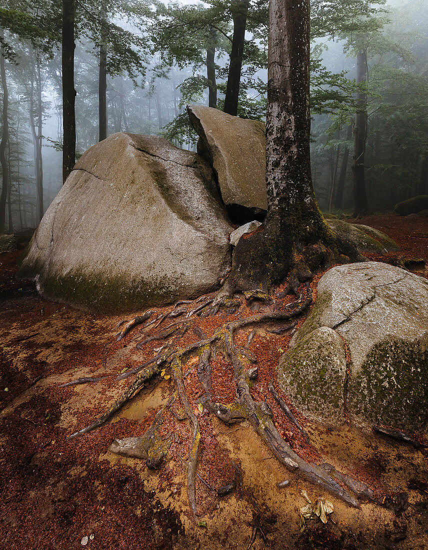 Morning fog in the Felsenmeer in summer, Lautertal, Odenwald, Hessen, Germany