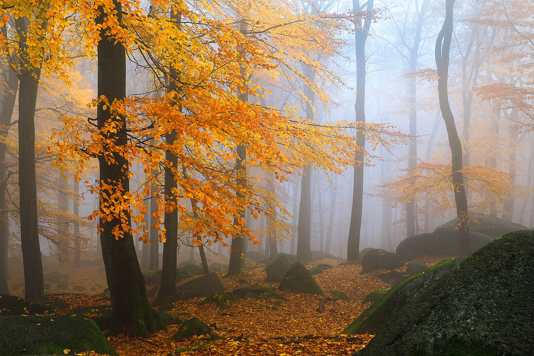 Morgennebel im Felsenmeer im Herbst, Lautertal, Odenwald, Hessen, Deutschland