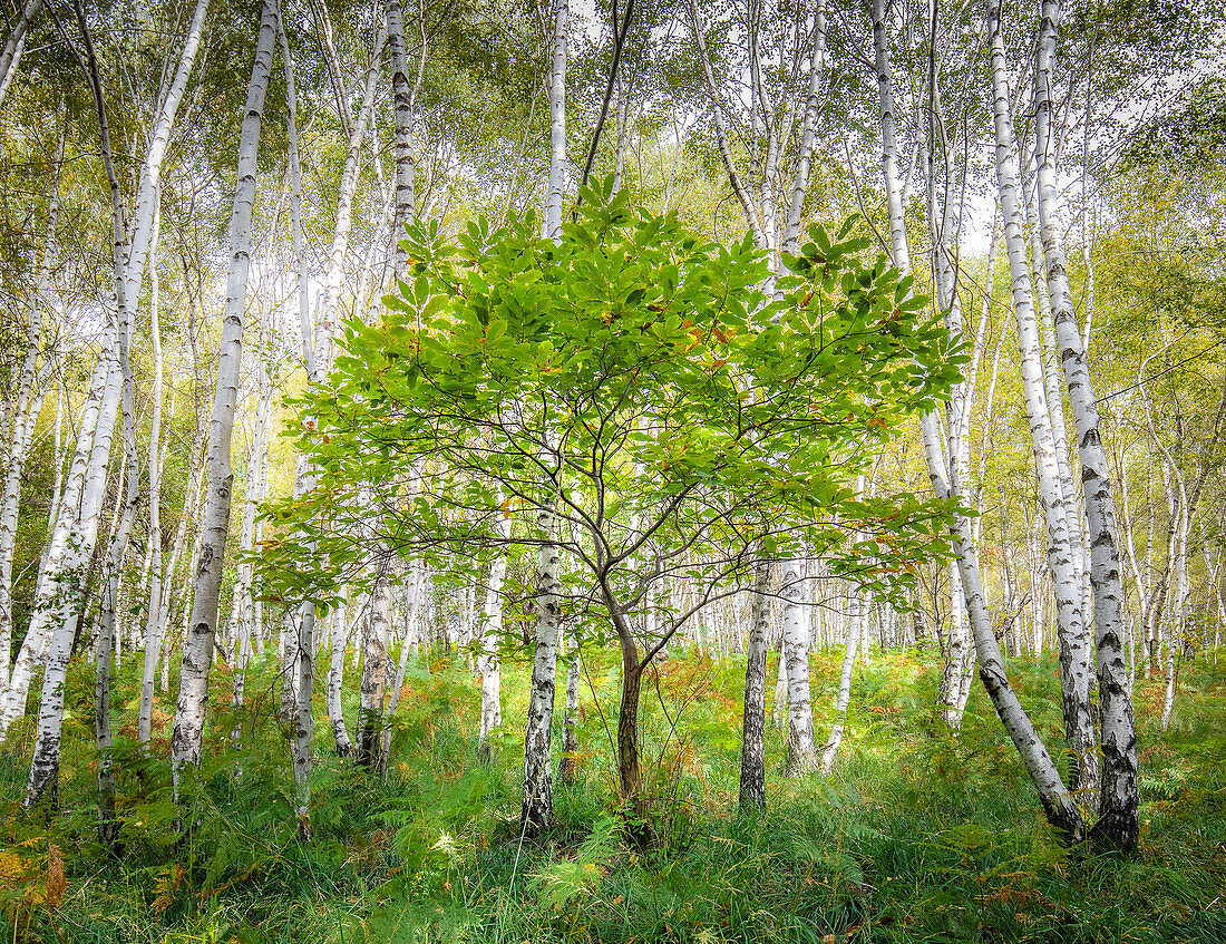 Birch forest at Trarego, Viggiona, Cannero, Piedmont, Italy