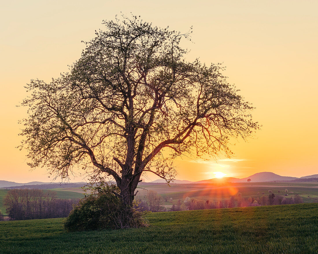 Evening sun over meadows and fields, Niefern, Grand Est, Alsace, France