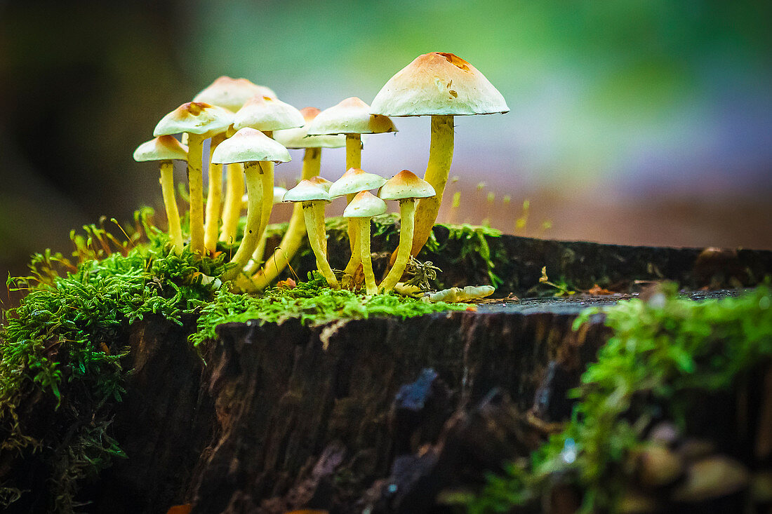 Nahaufnahme einer Pilzgruppe, Pilze im Schwarzwald