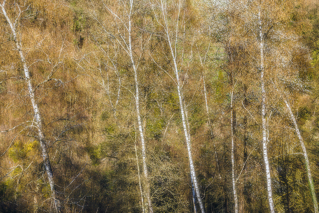 Birken im Frühling, Odenwald, Hessen, Deutschland
