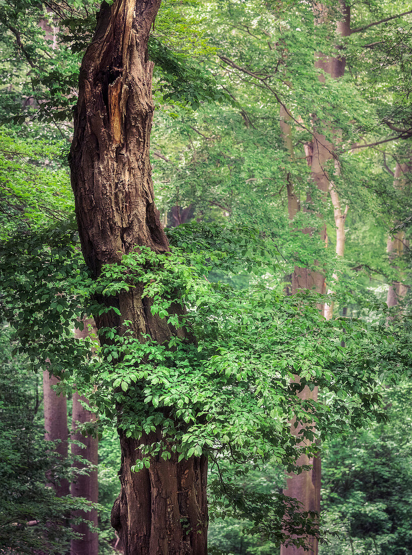 Detail eines Baumes im Wald, Odenwald, Melibokus, Hessen, Deutschland