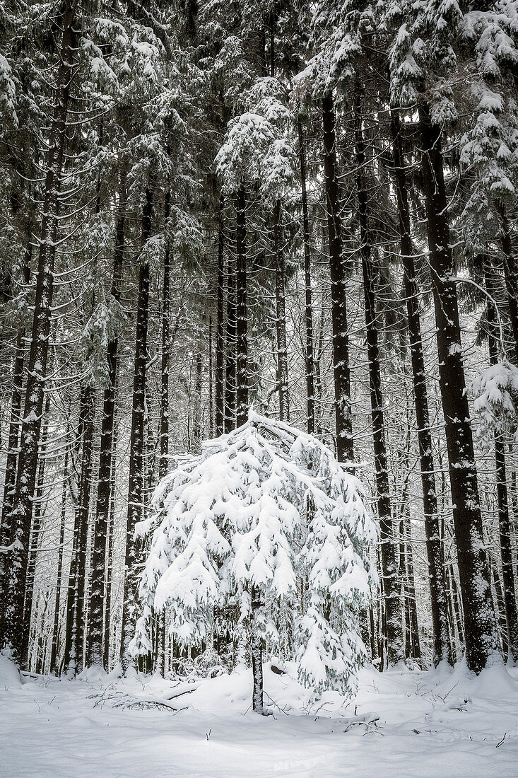 Kleine Tanne, Odenwald, Hessen, Deutschland