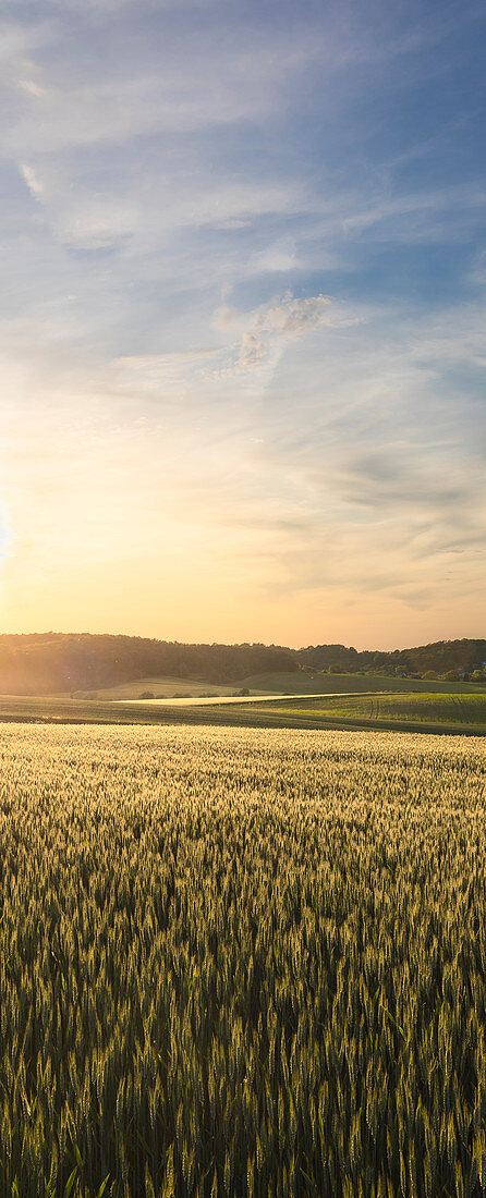 Grain field in the evening light, Odenwald, Hesse, Germany