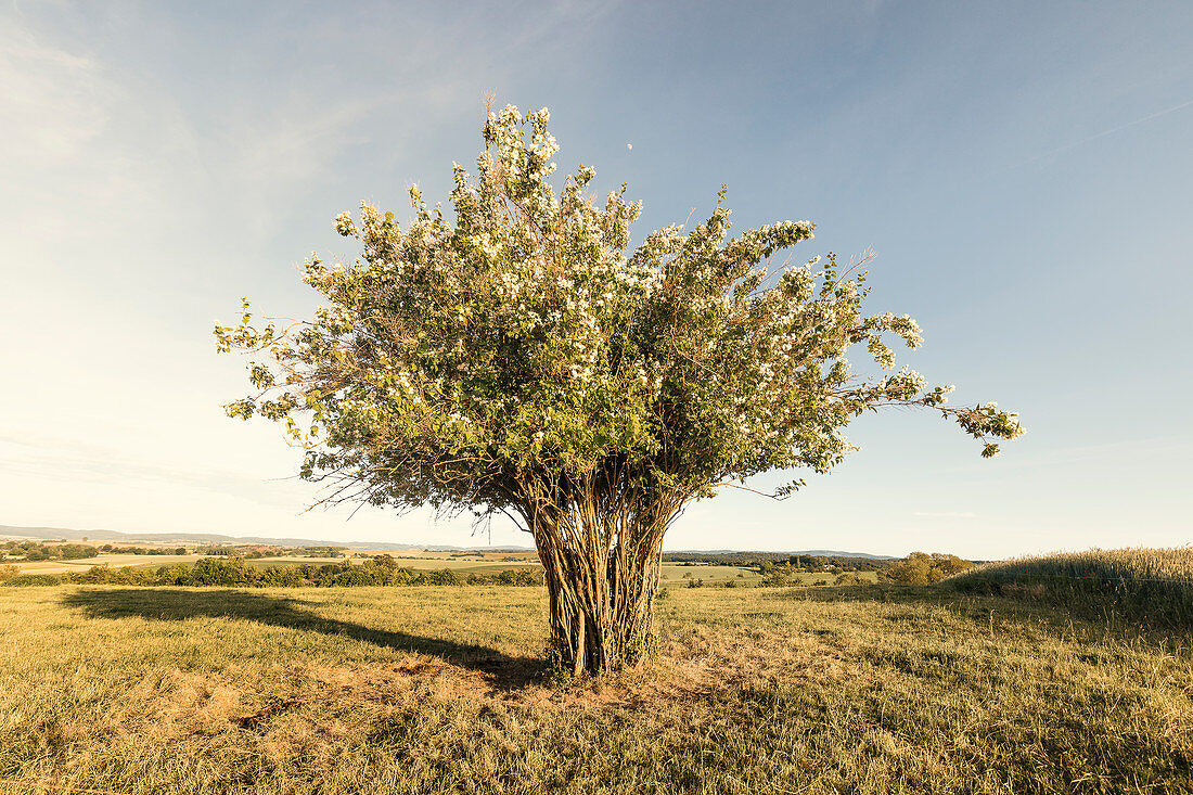 Einzelner Baum auf einem Feld im Abendlicht, Odenwald, Hessen, Deutschland