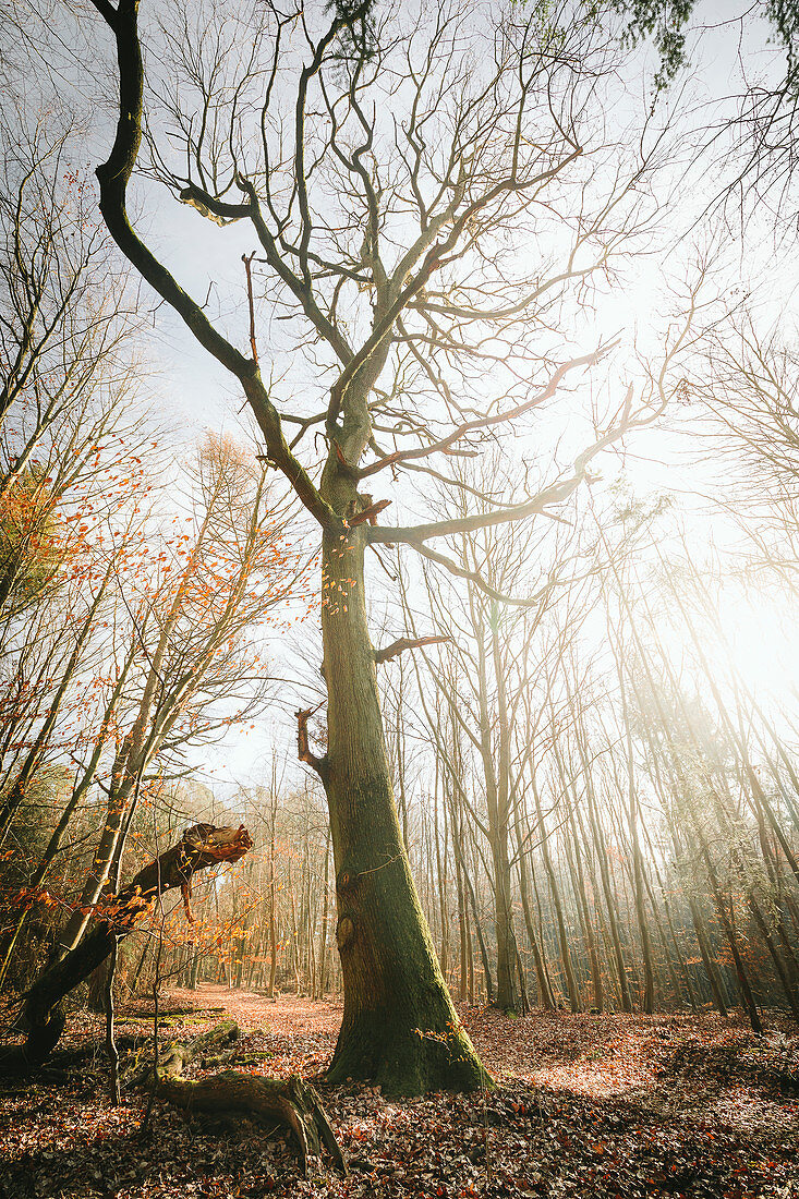 Autumn in the forest, old oak, Odenwald, Hessen, Germany