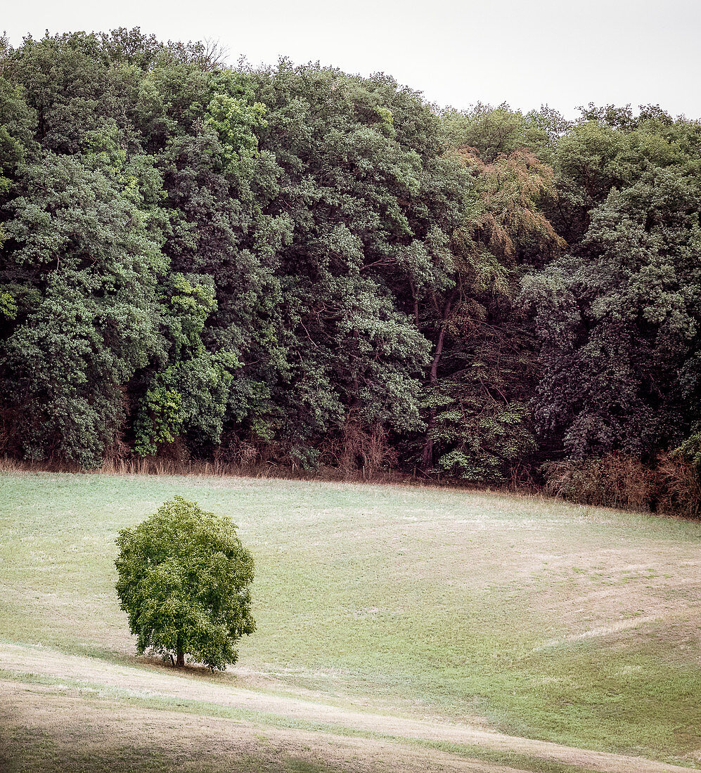 Kleiner Laubbaum im Feld, Hessen, Deutschland